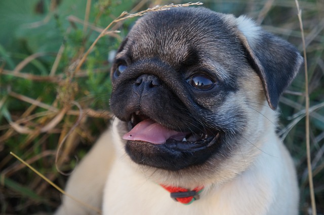 Cream Pug: How to Live with a Pug Part 1