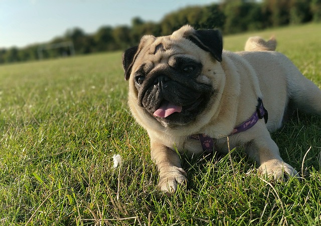 Red pug: How to Feed a Red pug