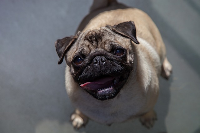 Silver Fawn Pug: Daily Breeding of Pugs Part 1