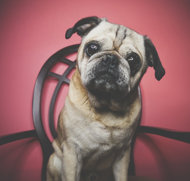 Silver Fawn Pug: Daily Breeding of Pugs Part 2