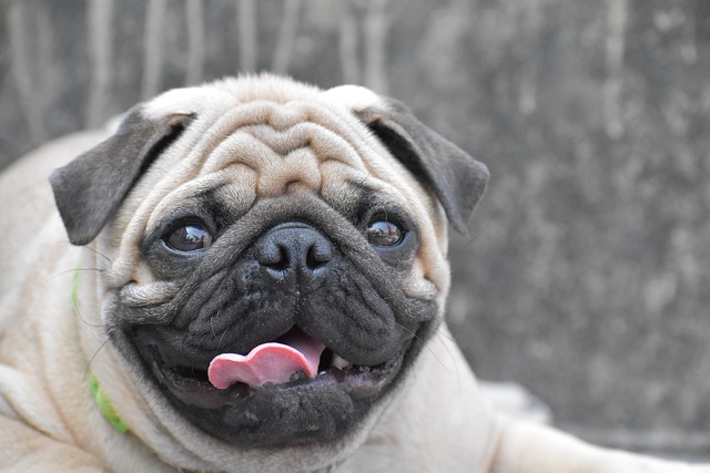 red pug