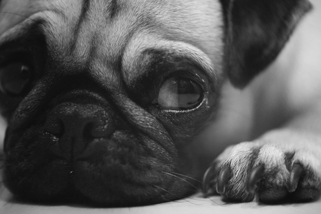 red pug