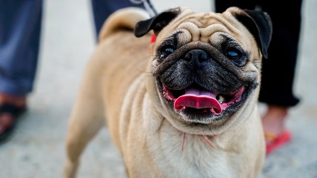 Pug Puppies: Pug Feeding Methods