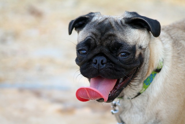 Red Pug: The Pain Behind the Ugly and Cute