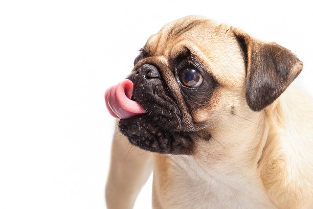 Micro pug: Daily Care Tips