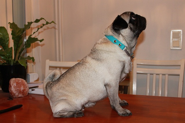 Pug Puppies: Pug Feeding Methods