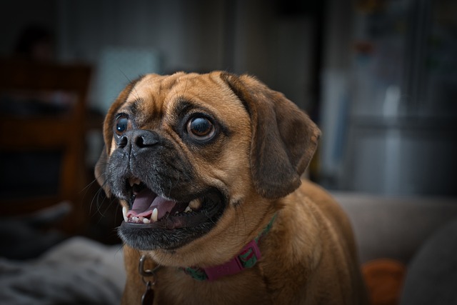 What to Look for When Bathing a Dark Brown Pug Puppy