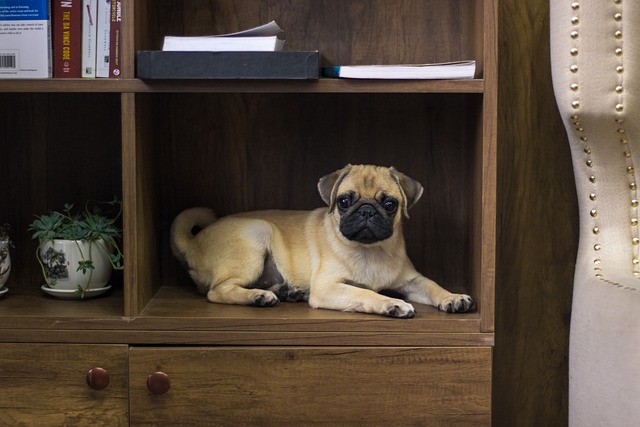 Pug Puppies: Pug Feeding Methods