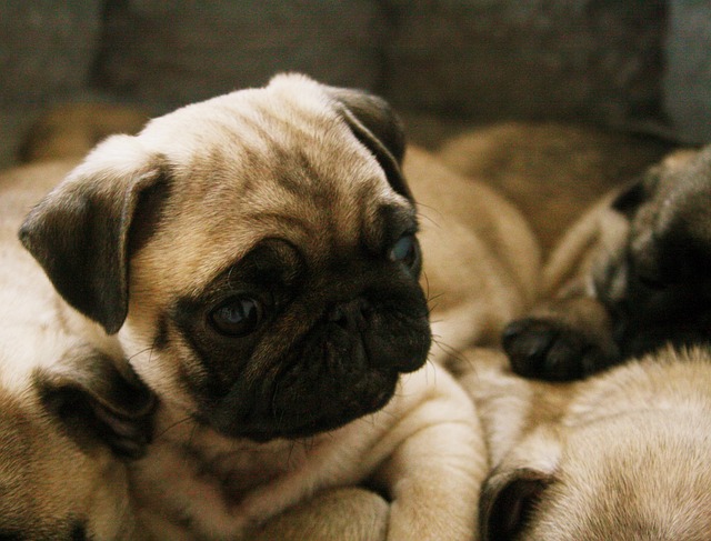 Silver Fawn Pug: Daily Breeding of Pugs Part 2