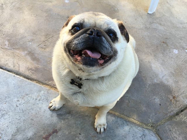 Silver Fawn Pug: Daily Breeding of Pugs Part 2