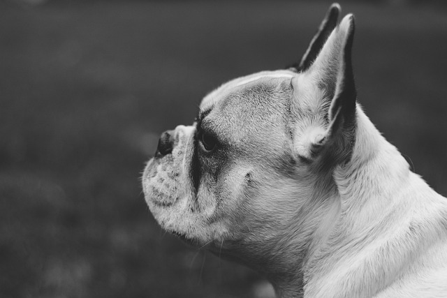Red pug: How to Feed a Red pug