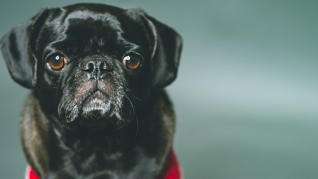 Red pug: How to Feed a Red pug