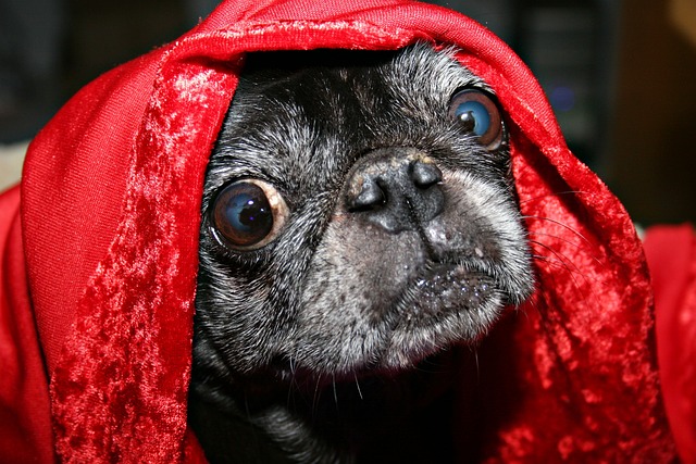 Cream Pug: How to Live with a Pug Part 1