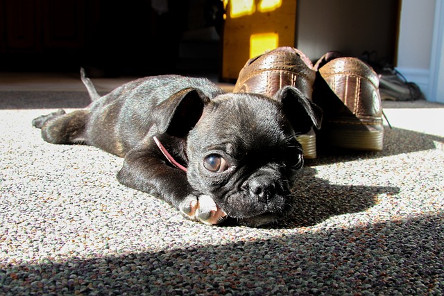 red pug