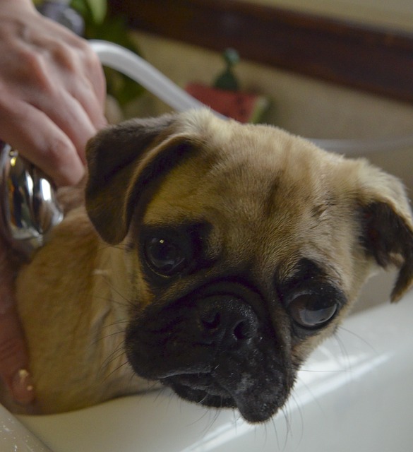 Silver Fawn Pug: Daily Breeding of Pugs Part 2