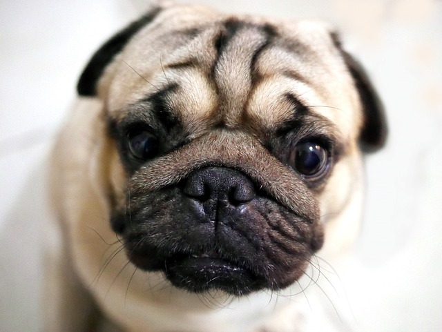 Cream Pug: How to Live with a Pug Part 1