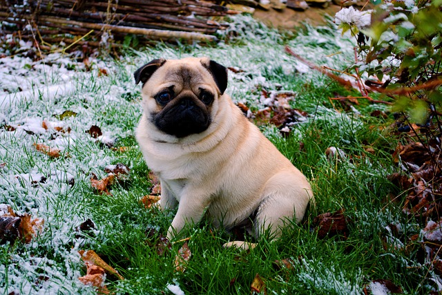 Cream Pug: How to Live with a Pug Part 1