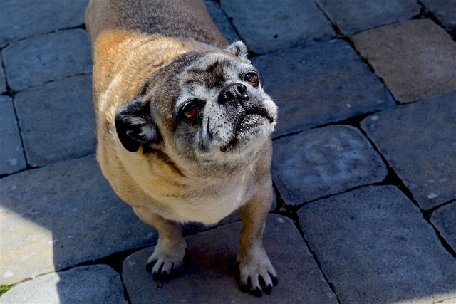 What to Look for When Bathing a Dark Brown Pug Puppy