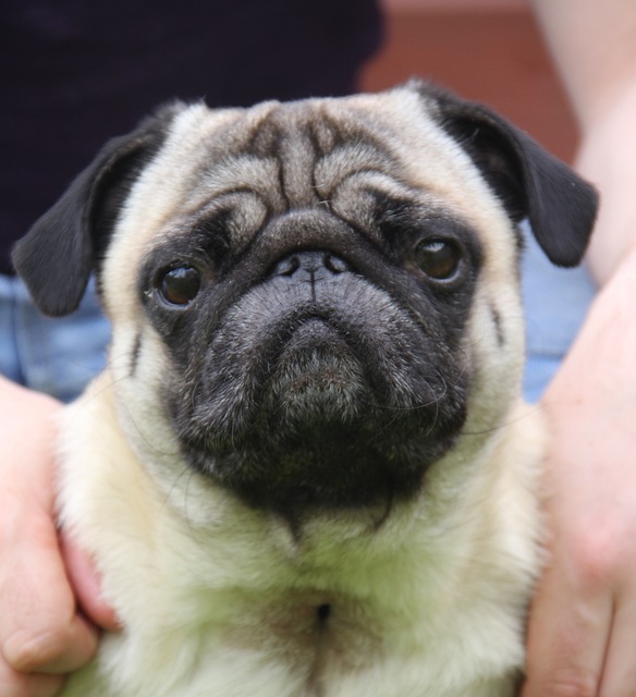 Silver Fawn Pug: Daily Breeding of Pugs Part 2