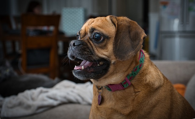 How to Make a Miniature Pug Live a Little Longer