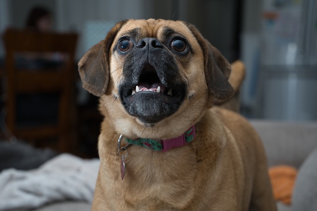 miniature pug