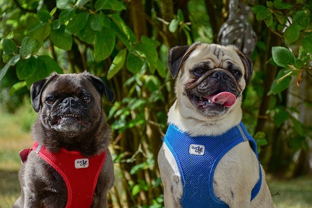 How to Train a Miniature Pug
