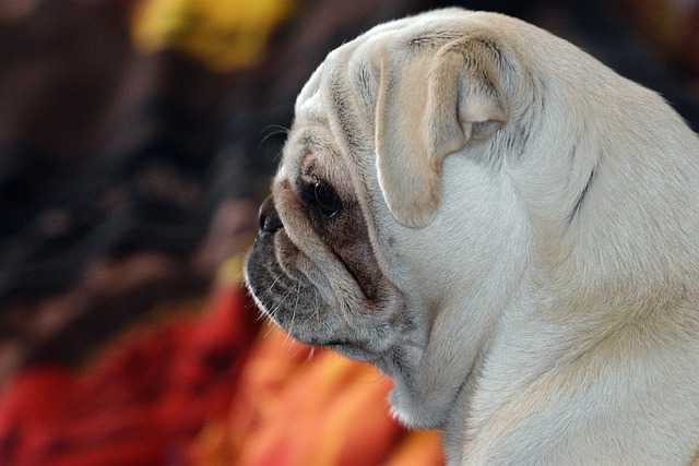 Silver Fawn Pug: Daily Breeding of Pugs Part 2