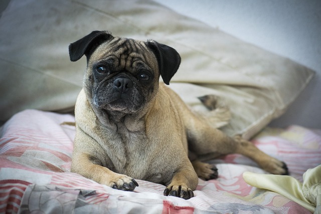 What to Look for When Bathing a Dark Brown Pug Puppy
