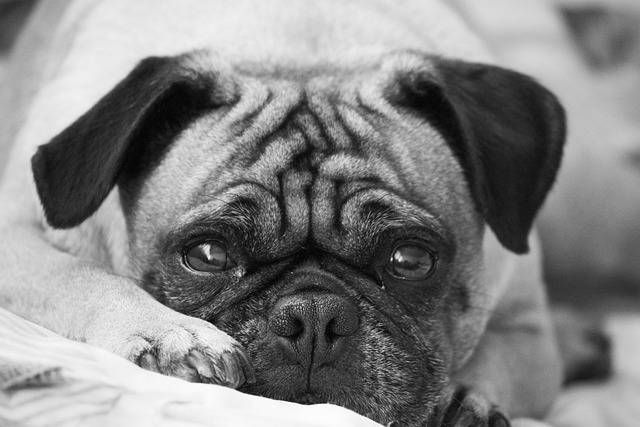 What to Look for When Bathing a Dark Brown Pug Puppy