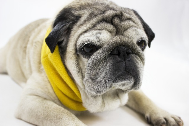 Retro Pug: Breed Differences and Similarities to Beagles Part 1