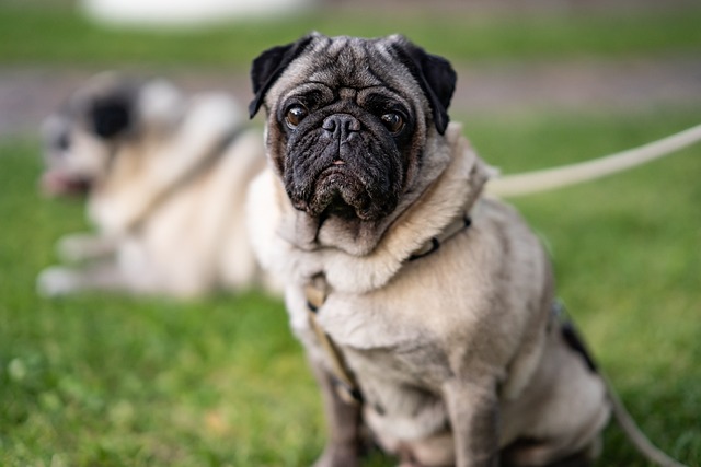 Cream Pug: How to Live with a Pug Part 1