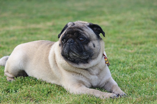 Pug Puppies: Pug Feeding Methods