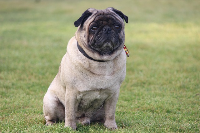 Silver Fawn Pug: Daily Breeding of Pugs Part 2