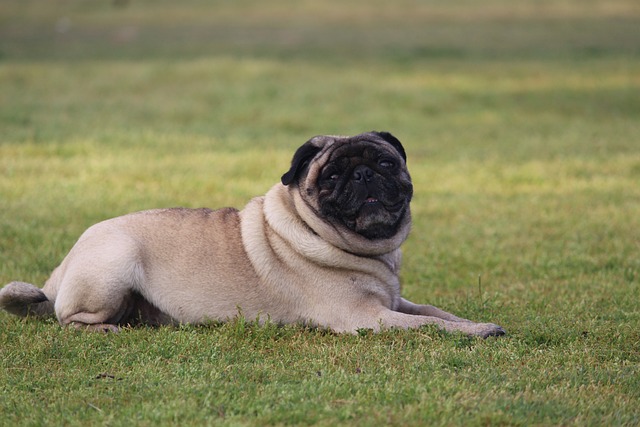 How to Make a Miniature Pug Live a Little Longer