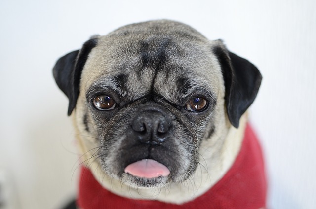 Silver Fawn Pug: Daily Breeding of Pugs Part 2
