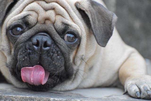 Red Pug: The Pain Behind the Ugly and Cute