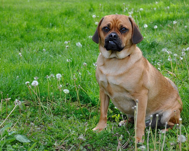 Red pug: How to Feed a Red pug