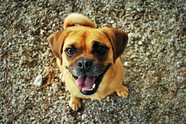 Red Pug: The Pain Behind the Ugly and Cute