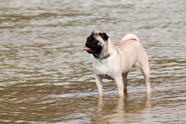 Pug Puppies: Pug Feeding Methods