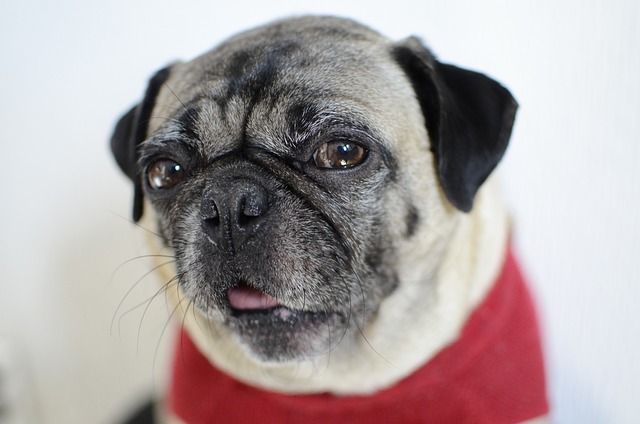 Red pug: How to Feed a Red pug