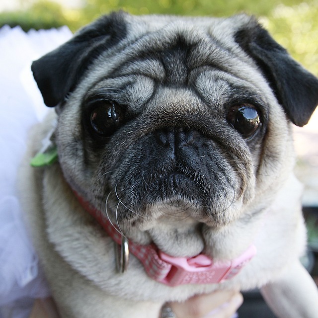 How to Train a Miniature Pug