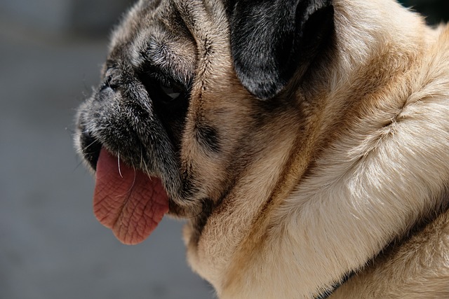 Silver Fawn Pug: Daily Breeding of Pugs Part 2