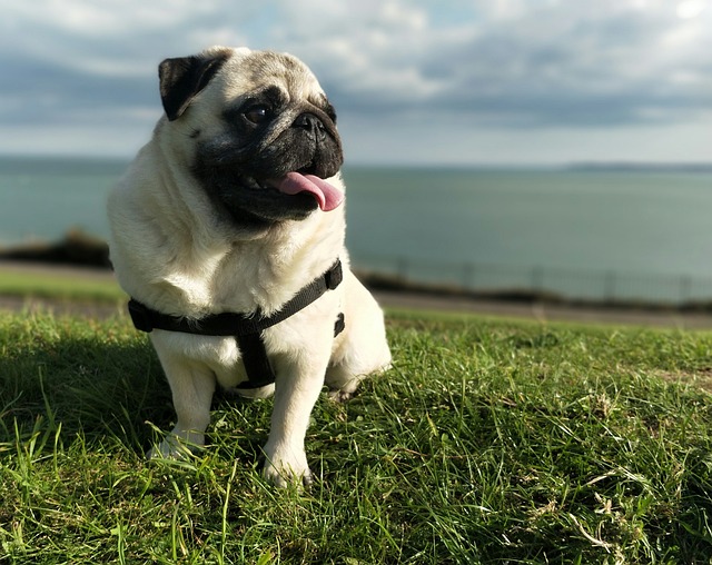 Red pug: How to Feed a Red pug