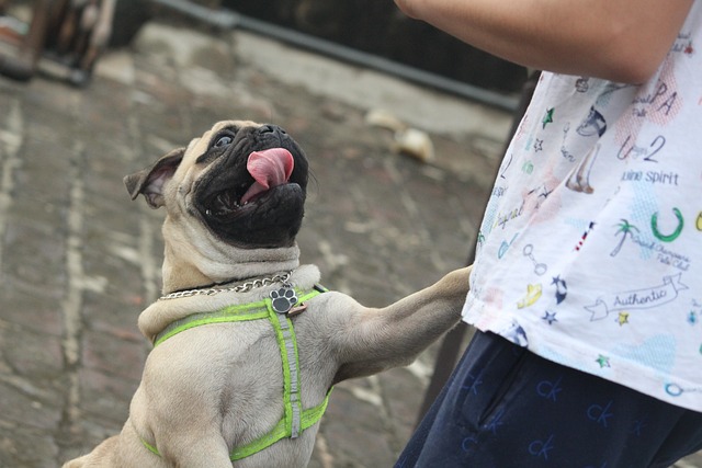 Cream Pug: How to Live with a Pug Part 1