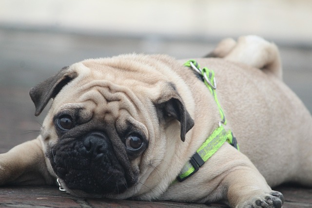 Cream Pug: How to Live with a Pug Part 1