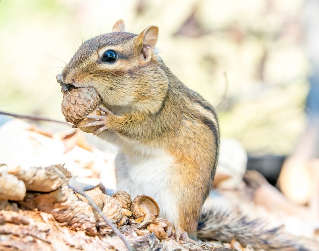 Are chipmunks and squirrels related? Introduction to Chipmunks Part 1插图15