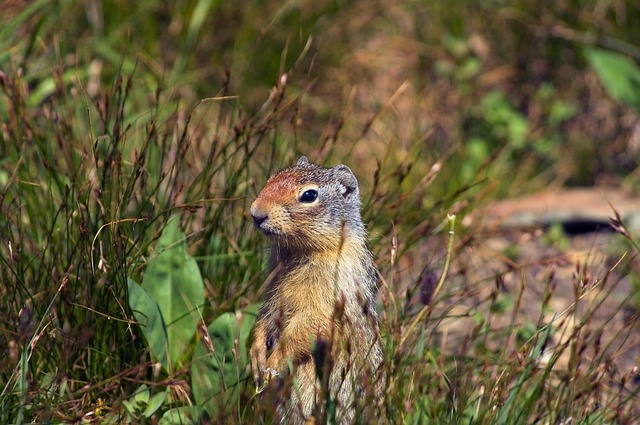 do baby squirrels sleep a lot