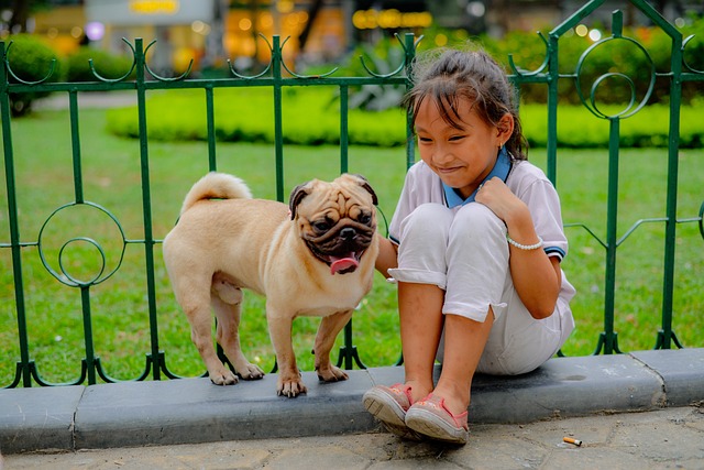 How to Train a Miniature Pug