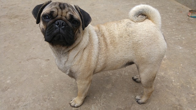 Silver Fawn Pug: Daily Breeding of Pugs Part 2
