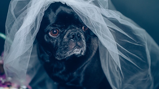 Retro Pug: Breed Differences and Similarities to Beagles Part 1